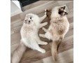 chats-ragdoll-a-adopter-small-0