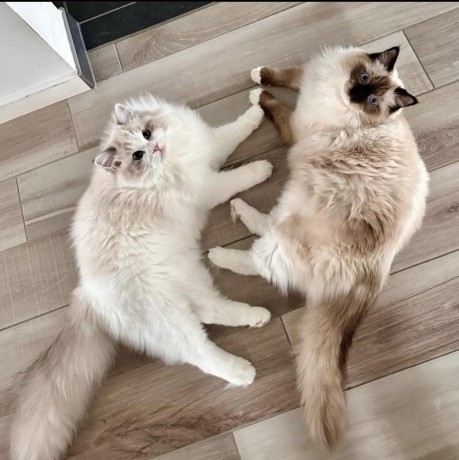 chats-ragdoll-a-adopter-big-0
