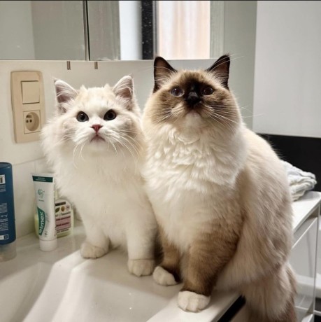 chats-ragdoll-a-adopter-big-1