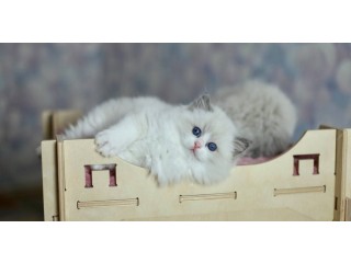 Cats and kitties for adoption