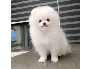 Pomeranian puppy for free adoption due to emergency
