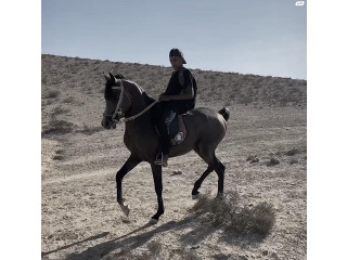 סוס ערבי בן שנתים ו חצי