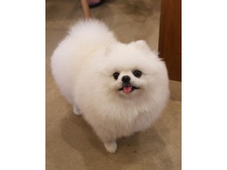 Stunning and Amazing Pomeranian puppy available