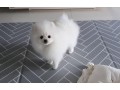 healthy-and-amazing-pomeranian-puppy-available-for-sweet-homes-small-2