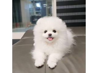 Healthy and amazing pomeranian puppy available for sweet homes