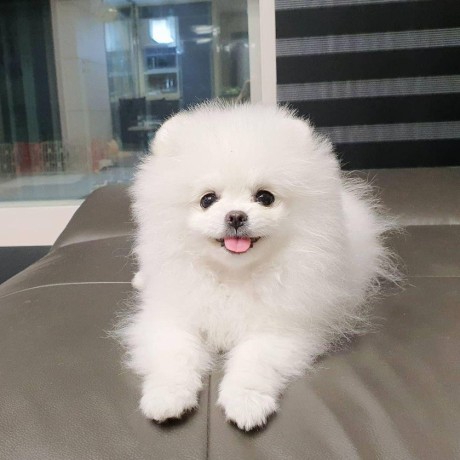 healthy-and-amazing-pomeranian-puppy-available-for-sweet-homes-big-0