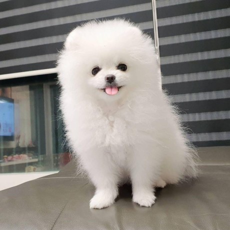 healthy-and-amazing-pomeranian-puppy-available-for-sweet-homes-big-1