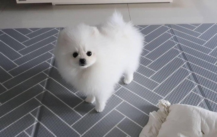 healthy-and-amazing-pomeranian-puppy-available-for-sweet-homes-big-2