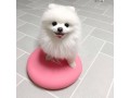 very-cute-16-weeks-old-pomeranian-puppy-small-0