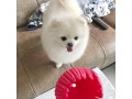 very-cute-16-weeks-old-pomeranian-puppy-small-2