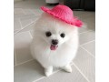 very-cute-16-weeks-old-pomeranian-puppy-small-1