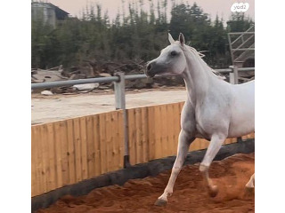 סוסה מצרייה בת 6, מורבעת