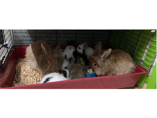 6 ארנבונים מהממים בני חודשת