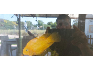 דג תוכי צהוב גדול נמכר