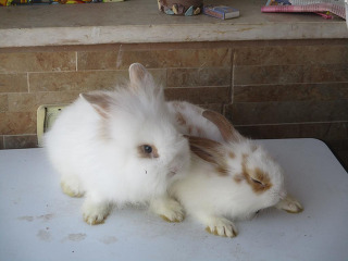 זוג ארנבים חמודים בני חודשיים
לבנים