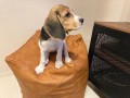 gorgeous-beagle-for-sale-small-2