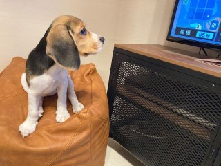 Gorgeous beagle for sale