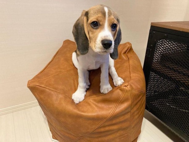 gorgeous-beagle-for-sale-big-1