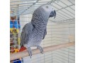 african-gray-parrots-available-for-sale-small-1