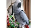 african-gray-parrots-available-for-sale-small-2