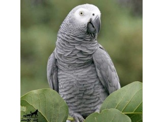 African Gray Parrots available for sale