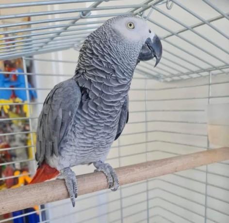 african-gray-parrots-available-for-sale-big-1