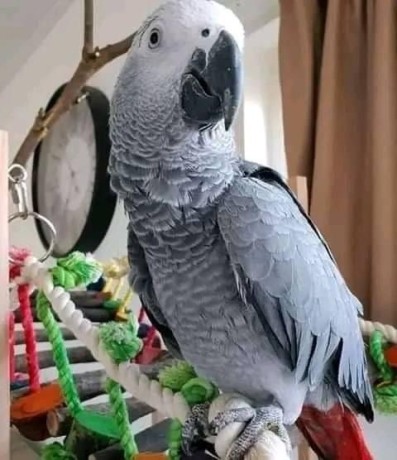 african-gray-parrots-available-for-sale-big-2