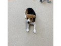 sweet-beagles-available-for-adoption-small-1