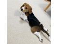 sweet-beagles-available-for-adoption-small-0