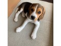 sweet-beagles-available-for-adoption-small-2