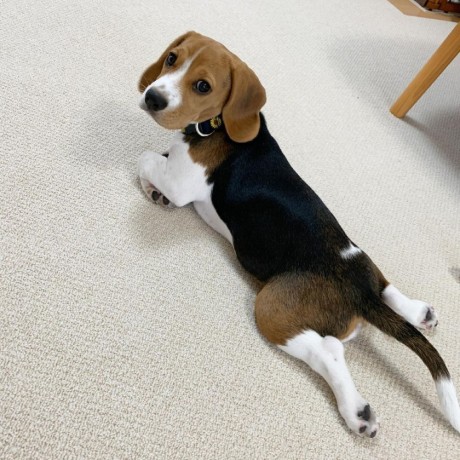 sweet-beagles-available-for-adoption-big-0