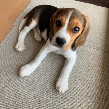 sweet-beagles-available-for-adoption-big-2