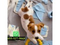 jack-russell-puppy-available-small-2