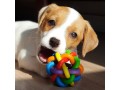 jack-russell-puppy-available-small-1
