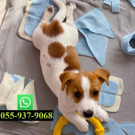 jack-russell-puppy-available-big-2