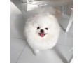 adorable-pomeranian-puppy-ready-for-homes-small-1