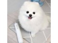 adorable-pomeranian-puppy-ready-for-homes-small-0