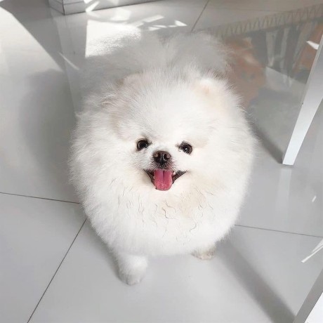 adorable-pomeranian-puppy-ready-for-homes-big-1