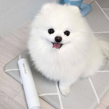adorable-pomeranian-puppy-ready-for-homes-big-0