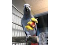 speaking-african-grey-parrots-small-2