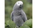 speaking-african-grey-parrots-small-1