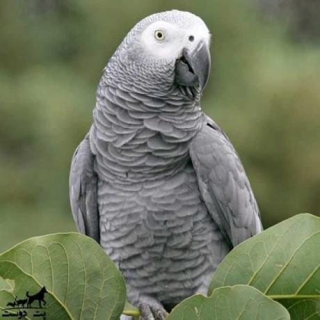 speaking-african-grey-parrots-big-1