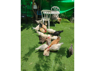 9 תרנגולות מטילות למכירה, בנות שנה