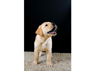 Outstanding male Golden retriever puppy available