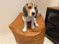 very-cute-16-weeks-old-jack-russell-puppy-for-adoption-small-2