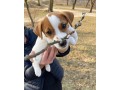 very-cute-16-weeks-old-jack-russell-puppy-for-adoption-small-1