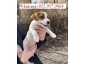 very-cute-16-weeks-old-jack-russell-puppy-for-adoption-small-0