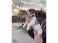 very-cute-16-weeks-old-jack-russell-puppy-for-adoption-small-2