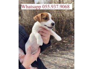 Very cute 16 weeks old Jack Russell puppy for adoption