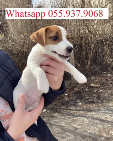 very-cute-16-weeks-old-jack-russell-puppy-for-adoption-big-0